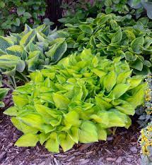 These shade perennials will brighten any dark corner of your garden, including the spots where the sun doesn't reach. Zone 8 Shade Perennials Growing Zone 8 Perennials In Shade Gardens