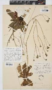 Image result for Tolpis capensis