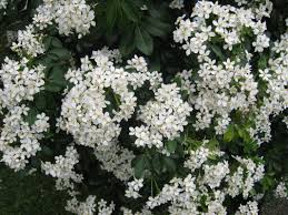 Choisya species are popular ornamental plants in areas with mild winters, grown primarily for their abundant and fragrant flowers. Pin On Organics
