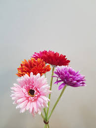 Enjoy free shipping on most stuff, even big stuff. Artificial Gerbara Daisy Flowers Bulk Sale Gardening Flowers Bouquets On Carousell