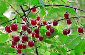 Automatic link to web page if writing the url. Twig Of Cherry Tree With Red Cherries Stock Image Colourbox