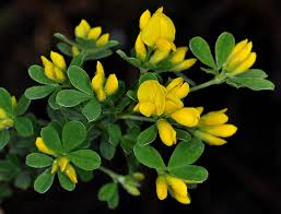 Image result for Genista