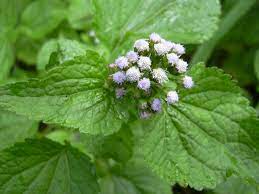 Vishamushti Ageratum Conyzoides Linn