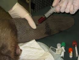 We did not find results for: Blood Sample Collection From The Figure 57 Medial Saphenous Vein Download Scientific Diagram