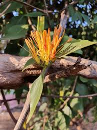 Image result for Englerina woodfordioides