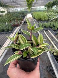Image result for Tradescantia