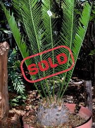 Image result for Encephalartos lebomboensis