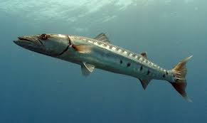 By clicking next, you agree to our privacy policy. Barracuda Fishing Pro Exclusive Punta Cana