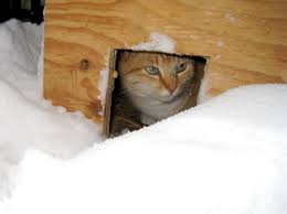 I have added additional commentary and photos that i thought may be helpful. How To Make A Feral Cat Shelter Pet Frenzy Community