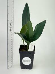 Image result for Elaphoglossum tanganjicense