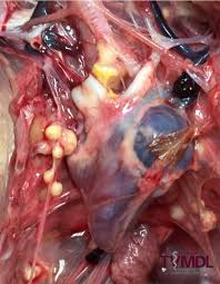 Aspergillosis occurs in both acute and chronic forms in poultry. Aspergillosis Diagnosed In 5 Month Old Chicken Texas A M Veterinary Medical Diagnostic Laboratory