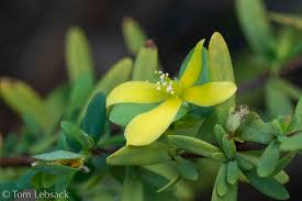 Image result for Triaspis hypericoides