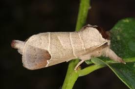 Image result for Clostera curtula