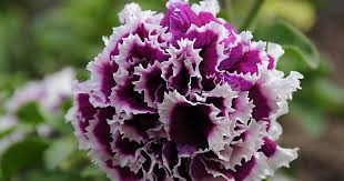 They do tend to get leggy. How To Grow Double Petunias