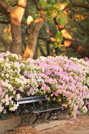 Doug S Photo Blog Azalea Haven Park Bench Azaleas Ana Rosa