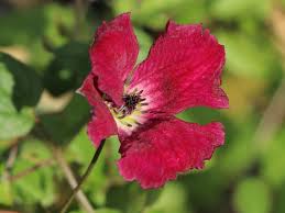 Maybe you would like to learn more about one of these? Clematis Rubra Clematis Viticella Rubra Baumschule Horstmann