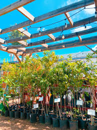 Gardening supply san marcos texas my. The Best Plant Nurseries In San Antonio San Antonio Love List