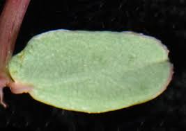 Image result for Euphorbia inaequilatera