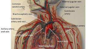 The vessels of the arms are part of the circulatory system, which provides nutrients to the tissues. Anatomy Blood Vessels Model Shefalitayal