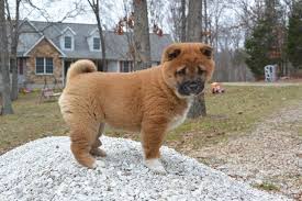 Maybe you would like to learn more about one of these? Shiba Inu Puppies For Sale Kansas City Mo 280945