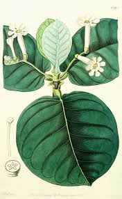 Image result for Polysphaeria lanceolata