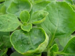 Image result for Coleus barbatus