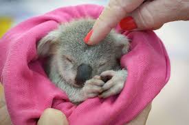 Image result for koala baby