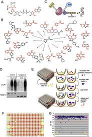 In a romantic relationship with a cancer/scorpio, arguments and conflicts only happen when outside influences interfere, not because. Non Nad Like Poly Adp Ribose Polymerase 1 Inhibitors Effectively Eliminate Cancer In Vivo Ebiomedicine
