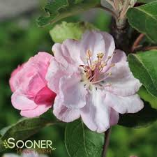 Customer reviews for online orchards brandywine flowering crabapple tree bare root. Brandywine Crabapple Buy Online Best Prices