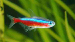 Tetras are a great go to species for any freshwater tank. Cardinal And Neon Tetras