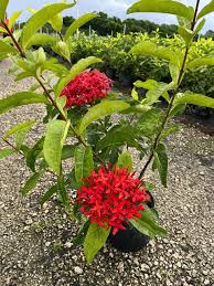 Image result for Ixora praetermissa