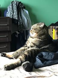 Here I Am In The Image Of Jabba The Hutt From Star Wars. — Steemit