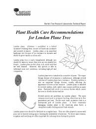 Some killed by fungus brought over from usa. Plant Health Care Recommendations For London Plane Tree Trees Plant Life Form