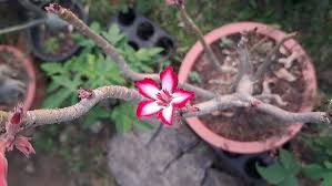 Image result for Adenium multiflorum