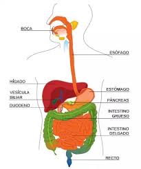 Que Funcion Cumple El Sistema Digestivo Que Funcion Cumple Sistema Digestivo El Sistema Digestivo El Tubo Digestivo