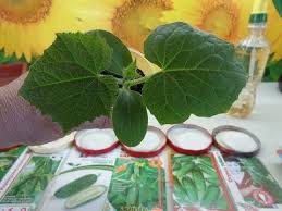 сад огород своими руками огурцы от а до я Kak Vyrastit Horoshuyu Rassadu Ogurcov Olga Chernova Youtube Sadovye Idei Vyrashivanie Ovoshej Ovoshnoj Sad