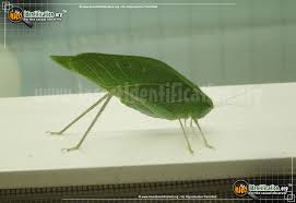Katydid are also known for their large hind legs and extremely long threadlike antennae as well as the thick, upwardly curved ovipositor of the females. Katydid Microcentrum Rhombifolium