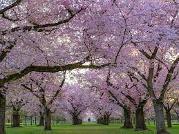 Beautiful flowering japanese cherry sakura background with flowers on a spring day. 7 Beautiful Flowering Trees And How To Identify Them Earth Com