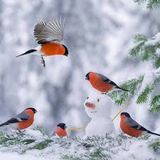 Pin Von Susanne Auf Winterstale Hubsche Vogel Vogel Im Garten Kleine Vogel