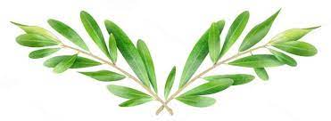 Olive Branch Transparent Background Olive Tree Tattoos Olive Branch Olive Branch Tattoo