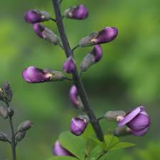 All baptisia species are native to the united states. Buy False Indigo Baptisia Purple Smoke 10 99 Delivery By Crocus