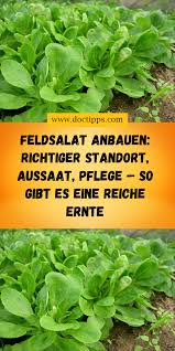 Feldsalat Anbauen Richtiger Standort Aussaat Pflege So Gibt Es Eine Reiche Ernte In 2020 Feldsalat Feldsalat Saen Gemuse Pflanzen