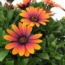 Osteospermum Purple Sun Powerofplants Garden Rhs Chelseaflowershow Osteospermum Flowers Flower In 2020 Flower Garden Plants Chelsea Flower Show Flower Garden