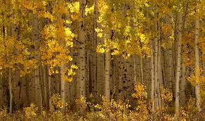 We did not find results for: Colorado Native Plants For Landscaping