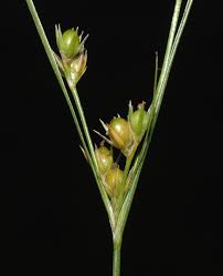 Image result for Juncaceae