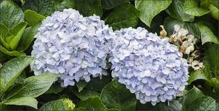 Some were planted under full sun, others under partial sun and others light shade. Top 7 Flowering Shrubs For Summertime Blooming Gardening Tips