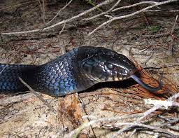 Eastern Indigo Snake Snake Reptiles And Amphibians Interesting Animals