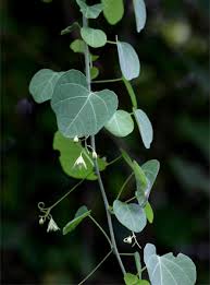 Image result for Adenia gummifera
