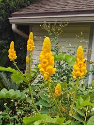 Image result for Senna singueana