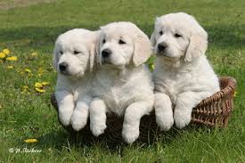 Résultat de recherche d'images pour "golden retriever"